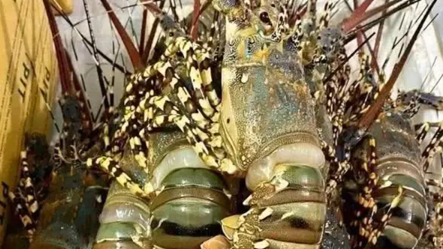 今年前5個(gè)月越南龍蝦對(duì)中國(guó)出口額增長(zhǎng)29倍