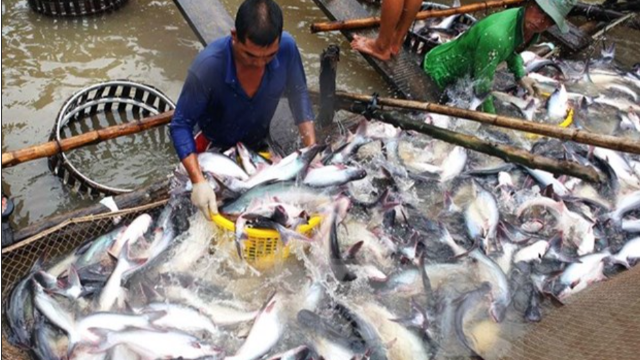 2022年前11個(gè)月越南查魚(yú)出口同比增長(zhǎng)77%