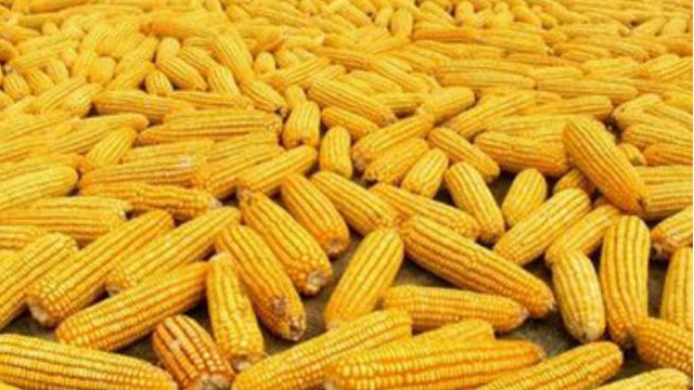 全球飼糧市場(chǎng)：美國(guó)和阿根廷玉米供應(yīng)緊張，支持玉米價(jià)格上漲