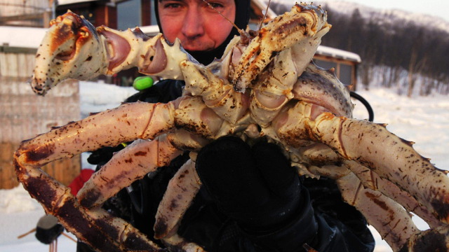 2022年挪威螃蟹和蝦類產(chǎn)品出口數(shù)據(jù)