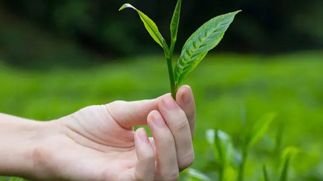 2022年全球茶葉市場簡況