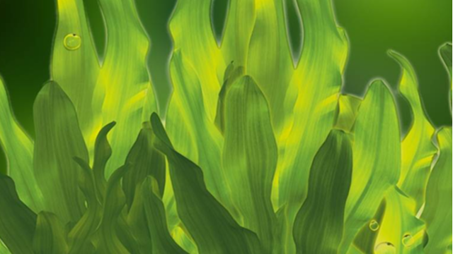 自2019年以來，海藻行業(yè)的交易額達3.75億美元