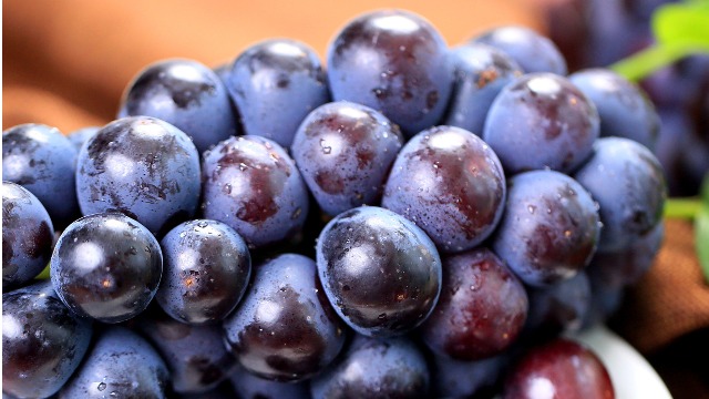 智利葡萄出口量超48.7萬噸，新品種首次實(shí)現(xiàn)全面趕超