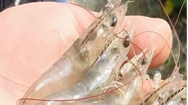 5月份，厄蝦出口量突破10萬噸，中國吸收近7萬噸