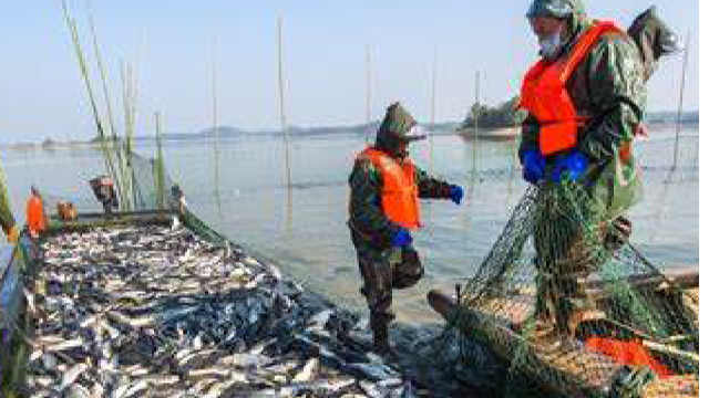 今年上半年韓國進口俄羅斯海產品數量和數額均有大幅減少