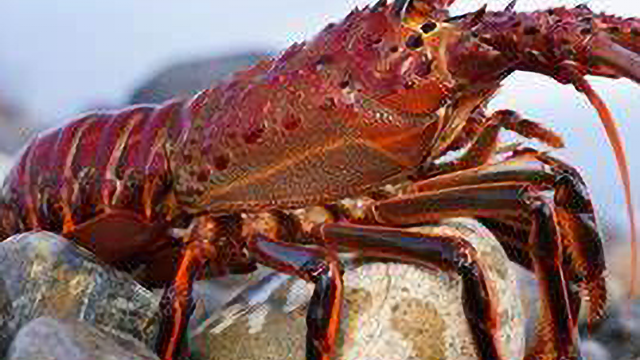 Red Lobster（紅龍蝦）業(yè)績(jī)繼續(xù)改善，泰萬(wàn)盛決定收回?fù)?dān)保資金