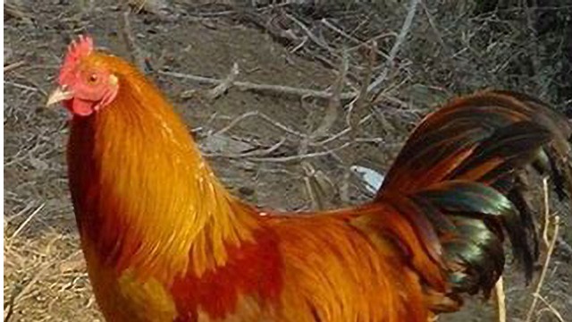 孟加拉國成立兩個小組調(diào)查雞蛋和雞肉的高價格