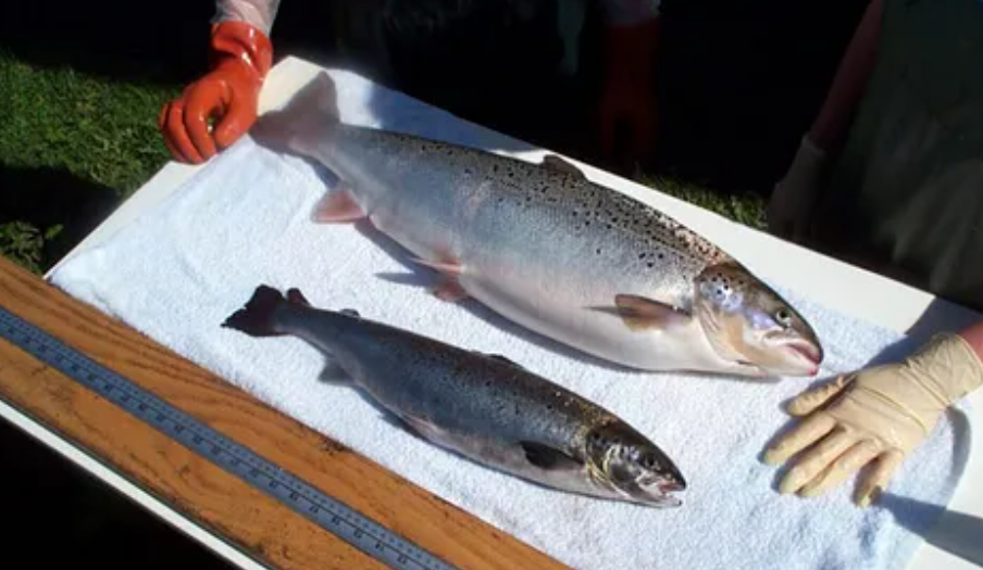 2030年，全球大西洋鮭魚產(chǎn)量有望超過400萬噸！