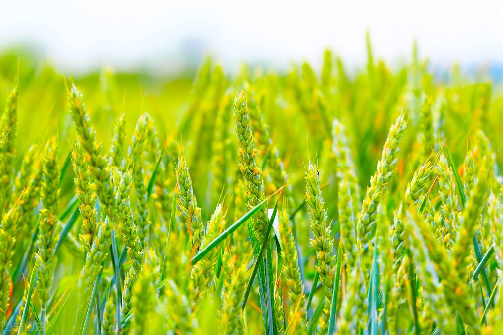 法國(guó)農(nóng)業(yè)部削減2022年玉米和軟小麥產(chǎn)量預(yù)期值