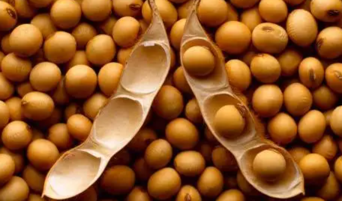 俄阿穆爾州計劃刷新大豆產(chǎn)量 中國是主要市場