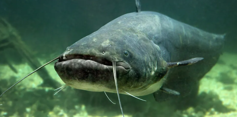 70%需進(jìn)口，歐盟海鮮自給率創(chuàng)歷史新低