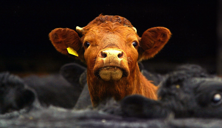 南非禁止運輸牛以遏制口蹄疫的暴發(fā)