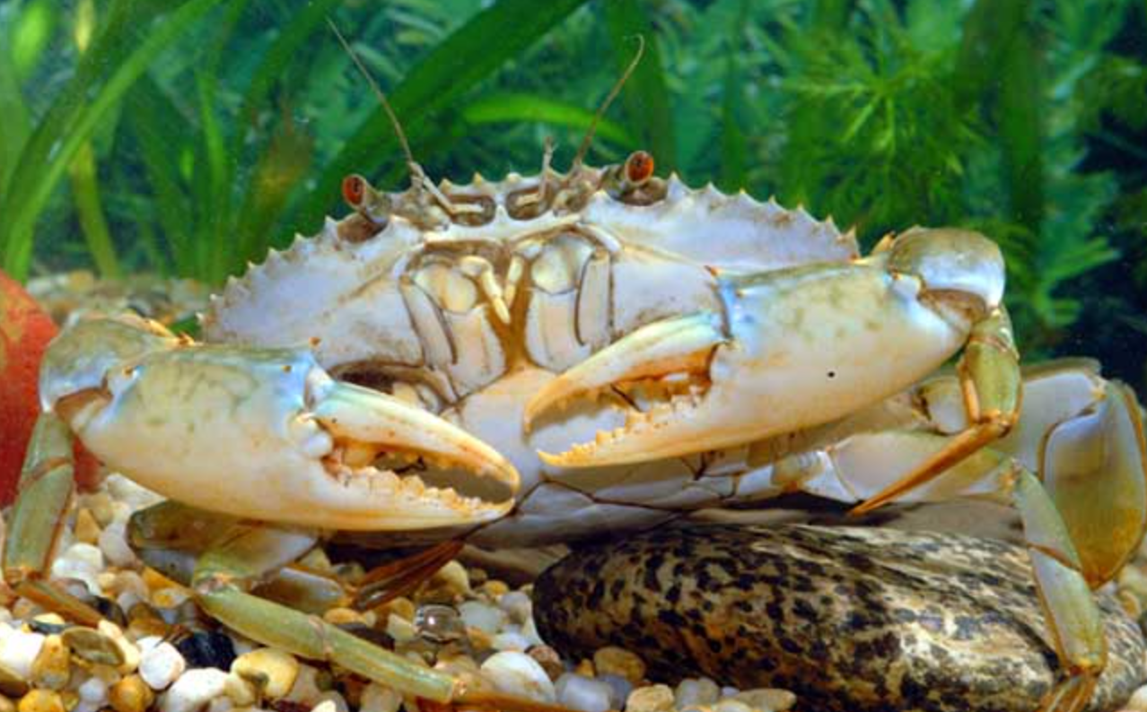 越南青蟹出口大幅增長，中國銷售額上升70%